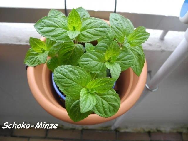 Heiße Getränke : Schokominze - Salbei -Tee - Rezept - Bild Nr. 3