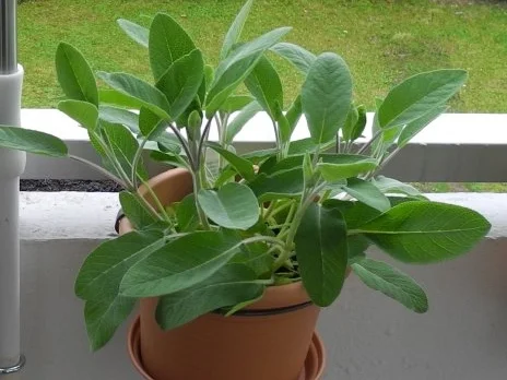 Heiße Getränke : Schokominze - Salbei -Tee - Rezept - Bild Nr. 4