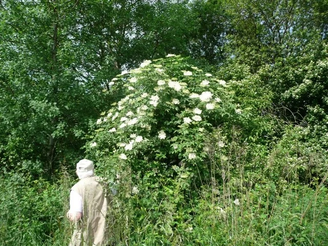 Rezept: Holunder Küchle Bild Nr. 2 Holunder Küchle - Rezept - Bild Nr. 2