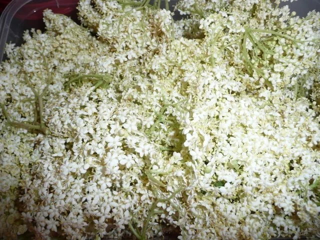 Rezept: Holunder Küchle Bild Nr. 3 Holunder Küchle - Rezept - Bild Nr. 3