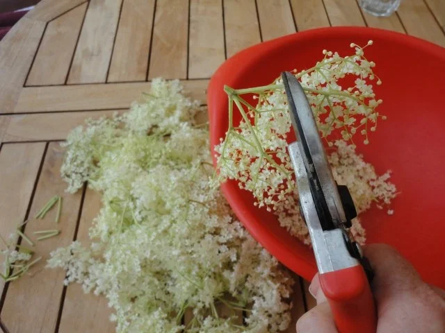 Rezept: Prosecco-Holunder-Gelee Bild Nr. 2 Prosecco-Holunder-Gelee - Rezept - Bild Nr. 2