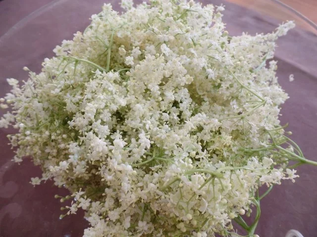 Rezept: Holunderblüten-Sirup Holunderblüten-Sirup - Rezept