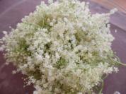 Holunderblüten-Sirup - Rezept