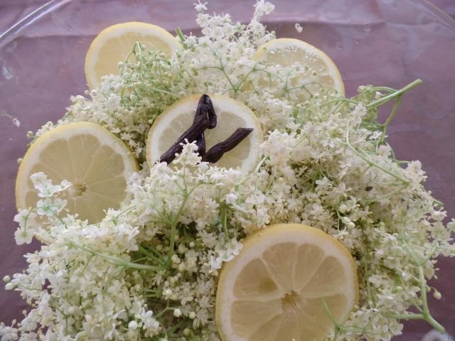 Rezept: Holunderblüten-Sirup Bild Nr. 2 Holunderblüten-Sirup - Rezept - Bild Nr. 2