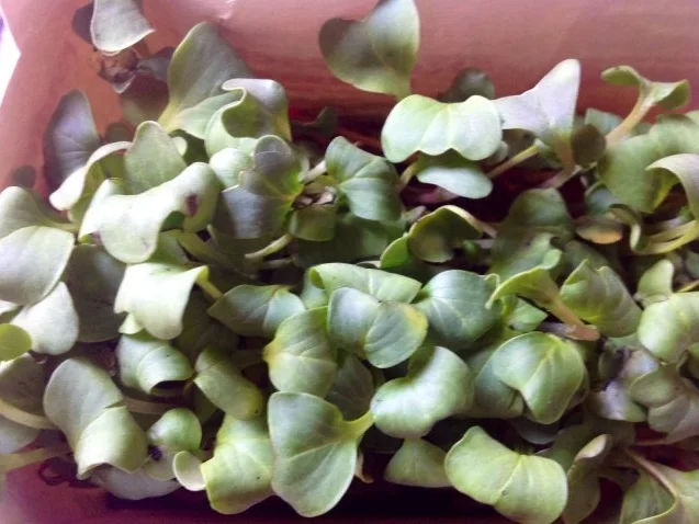 Rezept: Gurken-Paprika-Salat mit Radieschenkresse Bild Nr. 3 Gurken-Paprika-Salat mit Radieschenkresse - Rezept - Bild Nr. 3