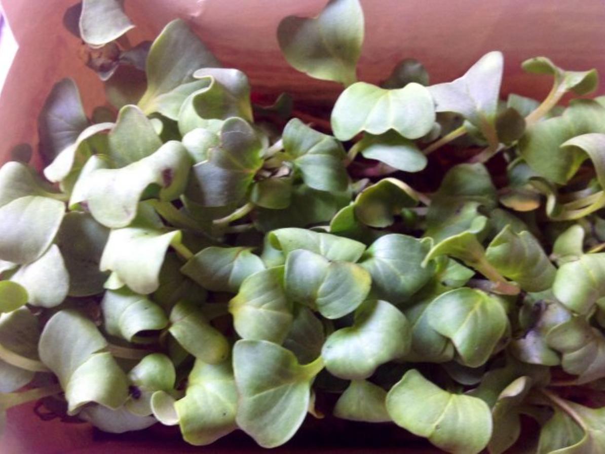 Gurken Paprika Salat mit Radieschenkresse - schnell & einfach - 43 kcal ... Gurken Paprika Salat mit Radieschenkresse - schnell & einfach - 43 kcal ...