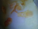 Spargelsuppe - Rezept - Bild Nr. 3813
