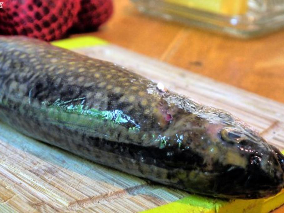 Bachsaibling auf Tabouleh - Rezept mit Bild - kochbar.de