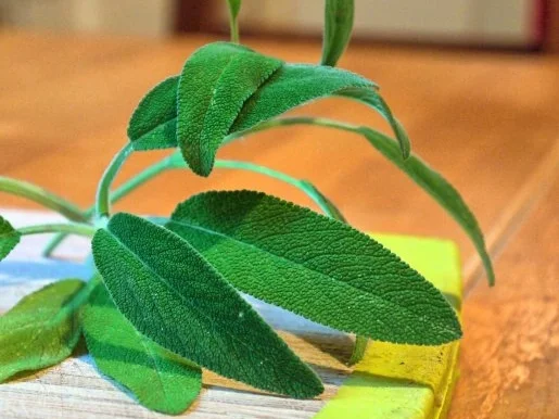 Ravioli mit Geflügelleberfüllung "Berliner Art" und Salbeibutter - Rezept - Bild Nr. 15