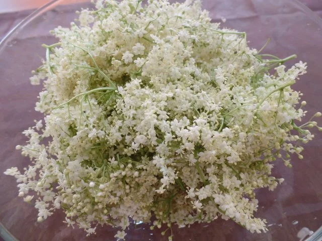 Holunderblütengelee - Rezept