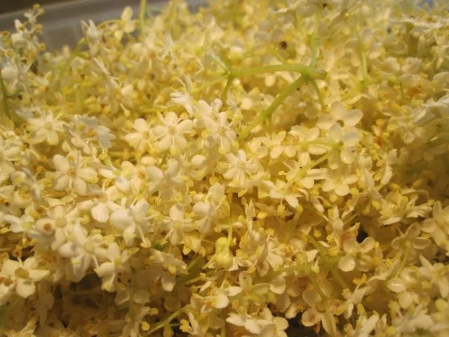 Holunderblütengelee mit  "Schwips" - Rezept - Bild Nr. 2