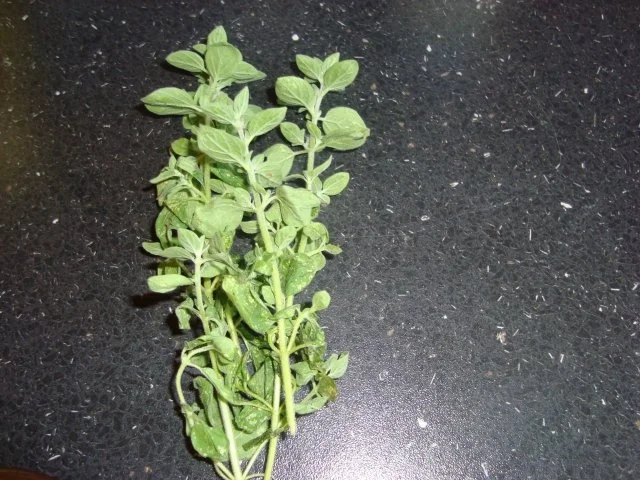 Tomatensauce - Rezept - Bild Nr. 7