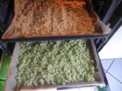 Rezept: Vorräte : Sellerie - Kohl - Salz Vorräte : Sellerie - Kohl - Salz - Rezept