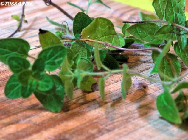 Spaghetti mit roher scharfer Tomatensauce - Rezept - Bild Nr. 7