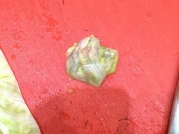 Griechisch angehauchte Mini-Krautwickel - Rezept - Bild Nr. 4