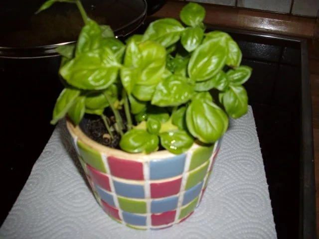 Rezept: basillikumöl Bild Nr. 2 basillikumöl - Rezept - Bild Nr. 2