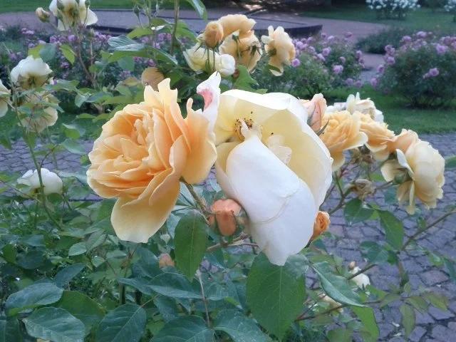 Rezept: traumhaftes Rosenblüten-Gelee Bild Nr. 4 traumhaftes Rosenblüten-Gelee - Rezept - Bild Nr. 4