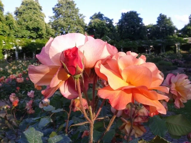 Rezept: traumhaftes Rosenblüten-Gelee Bild Nr. 3 traumhaftes Rosenblüten-Gelee - Rezept - Bild Nr. 3