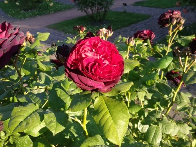 Rezept: traumhaftes Rosenblüten-Gelee Bild Nr. 5 traumhaftes Rosenblüten-Gelee - Rezept - Bild Nr. 5