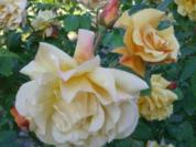 traumhaftes Rosenblüten-Gelee - Rezept