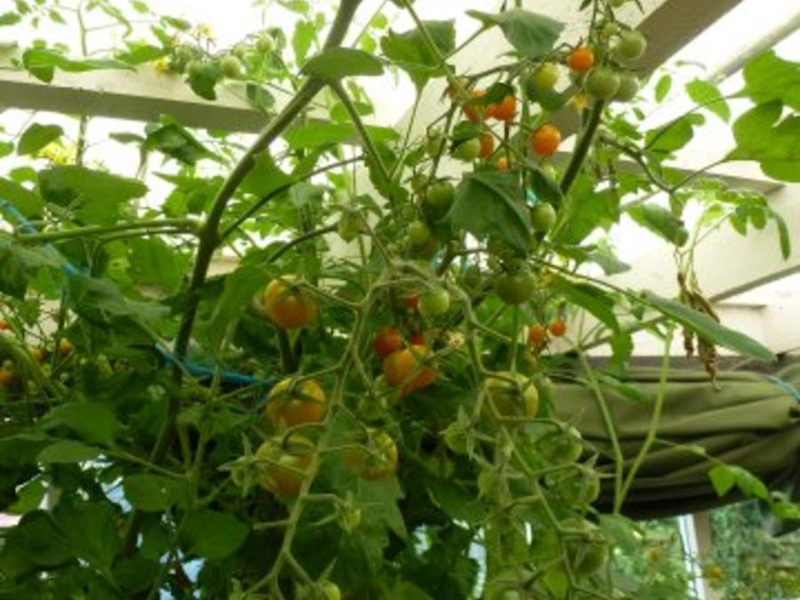 Meine würzige Lieblings Tomaten Kräutersauce - einfach - von Test00