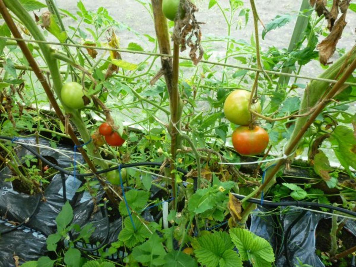 Meine würzige Lieblings Tomaten-Kräutersauce - Rezept - Bild Nr. 4