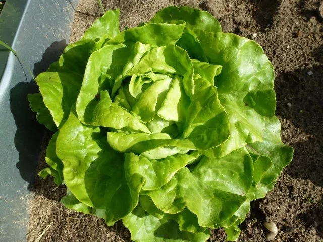 Ein frischer Gartensalat - Rezept - Bild Nr. 2