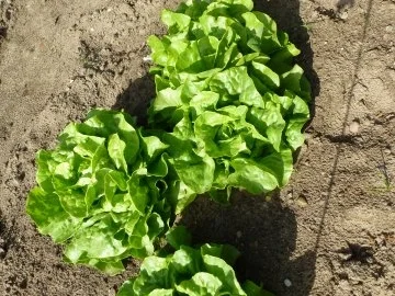 Ein frischer Gartensalat - Rezept - Bild Nr. 3