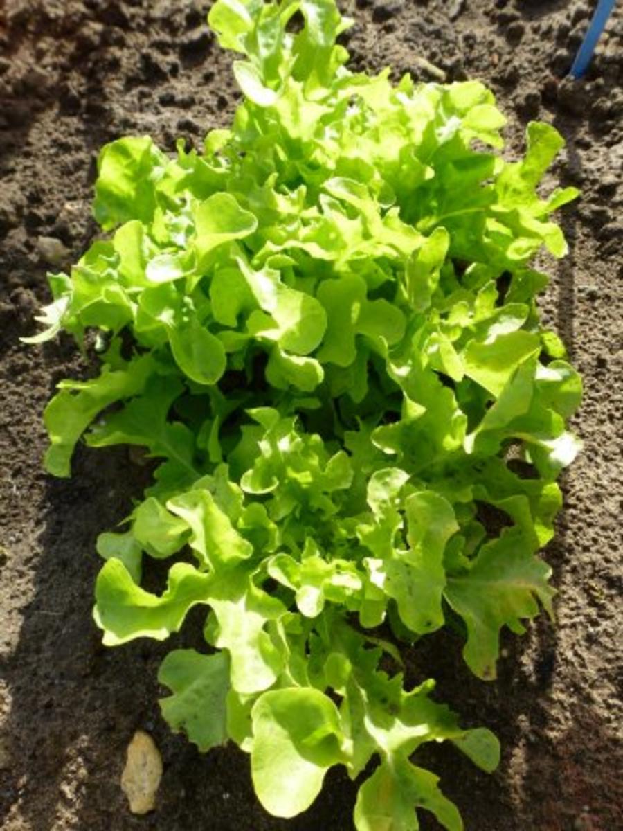 Ein frischer Gartensalat - Rezept - Bild Nr. 4