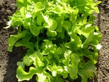 Ein frischer Gartensalat - Rezept - Bild Nr. 4