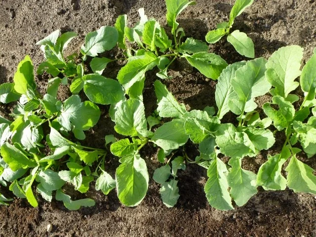 Ein frischer Gartensalat - Rezept - Bild Nr. 5