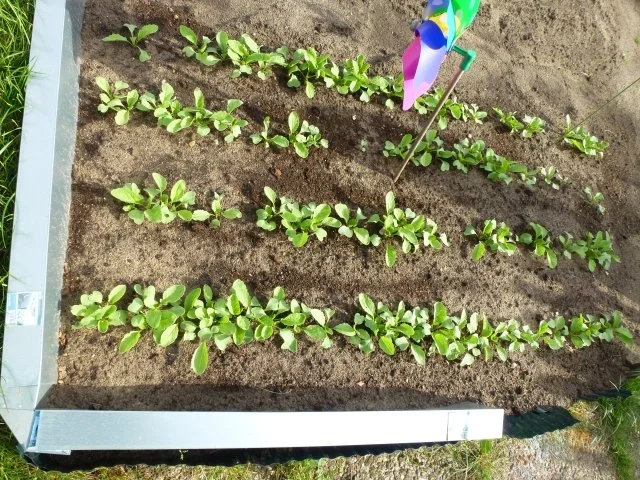 Ein frischer Gartensalat - Rezept - Bild Nr. 6