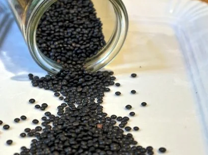 Belugalinsensalat mit Bergpfirsichen - Rezept - Bild Nr. 2