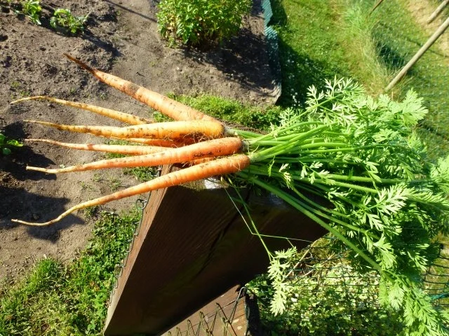 Rezept: Nussküchlein mit jungen Gartenmöhren. Bild Nr. 4 Nussküchlein mit jungen Gartenmöhren. - Rezept - Bild Nr. 4