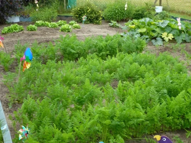 Rezept: Nussküchlein mit jungen Gartenmöhren. Bild Nr. 3 Nussküchlein mit jungen Gartenmöhren. - Rezept - Bild Nr. 3