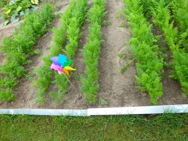 Möhren-Fleischtopf zu Salzkartoffeln - Rezept - Bild Nr. 3