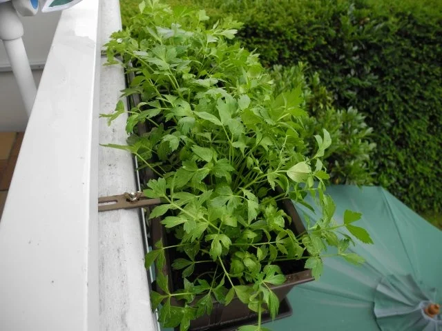 Rezept: Vegan : Liebstöckel - Kartoffel - Schaum - Püree Bild Nr. 2 Vegan : Liebstöckel - Kartoffel - Schaum - Püree - Rezept - Bild Nr. 2