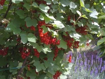 Leo´s  Frau Johannisbeerkuchen - Rezept - Bild Nr. 2