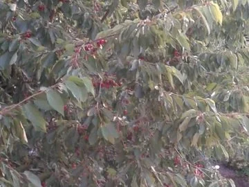 Schwarzkirschen-Marmelade, gepimmt mit Vanille und Rum - Rezept - Bild Nr. 2