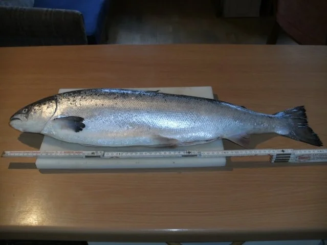 Fisch: Graved Lachs - Version 2 - Rezept