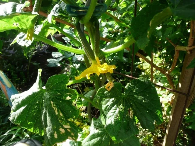 Einmachzeit hat begonnen. Gurken & Gemüse süß - sauer. - Rezept - Bild Nr. 3