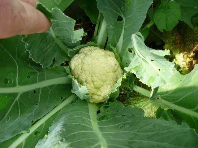 Einmachzeit hat begonnen. Gurken & Gemüse süß - sauer. - Rezept - Bild Nr. 4