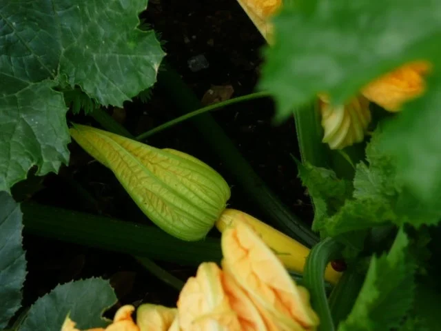 Einmachzeit hat begonnen. Gurken & Gemüse süß - sauer. - Rezept - Bild Nr. 5