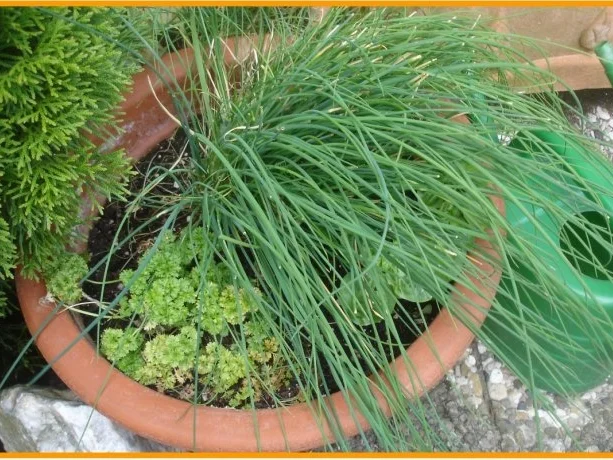 Schnittlauch-Quark-Brot - Rezept - Bild Nr. 2