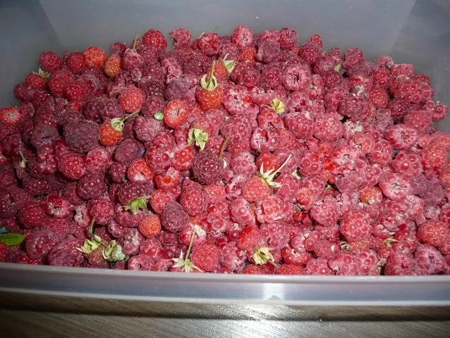 Pfannkuchen mit Quark & Waldbeeren. - Rezept - Bild Nr. 4