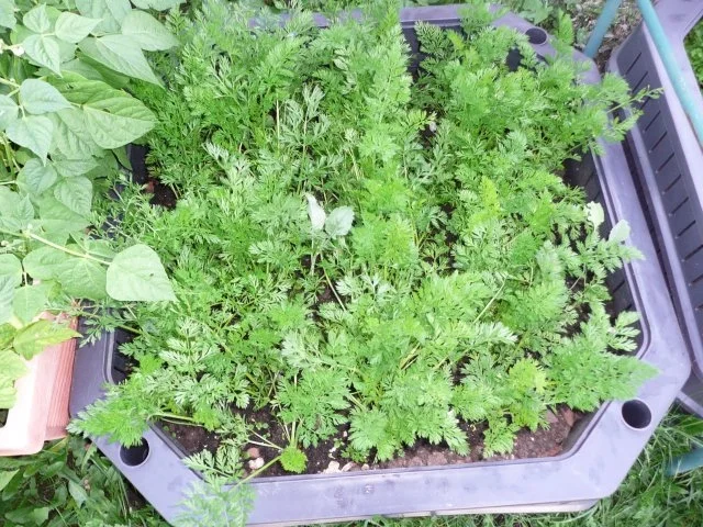 Putenspitzen an Bauernkartoffel und glasiereten Karotten. - Rezept - Bild Nr. 2