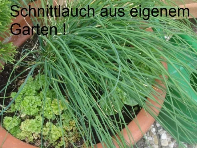 Rezept: Tortillas mit mexikanischer Füllung à la Papa Bild Nr. 3 Tortillas mit mexikanischer Füllung à la Papa - Rezept - Bild Nr. 3