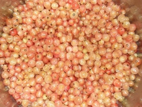 Johannisbeergelee - Rezept - Bild Nr. 2