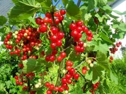 Johannisbeergelee - Rezept