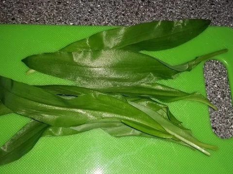 Frühstückquark: Schnittlauch und Bärlauch tummeln sich im Magerquark - Rezept - Bild Nr. 2